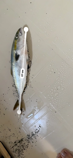 イナダの釣果