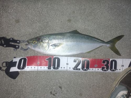 ワカシの釣果