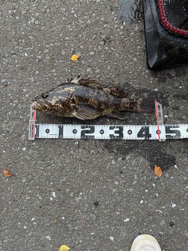 ベッコウゾイの釣果