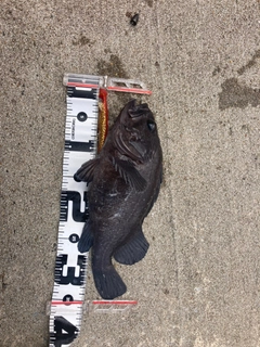 マゾイの釣果