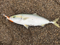 ワカシの釣果