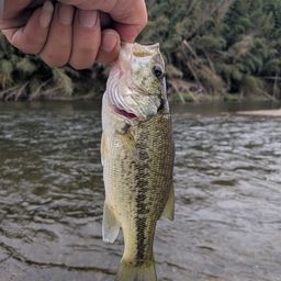 スモールマウスバス