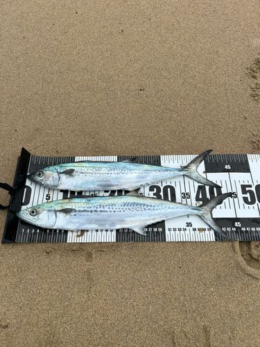 サゴシの釣果