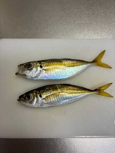 大阪湾