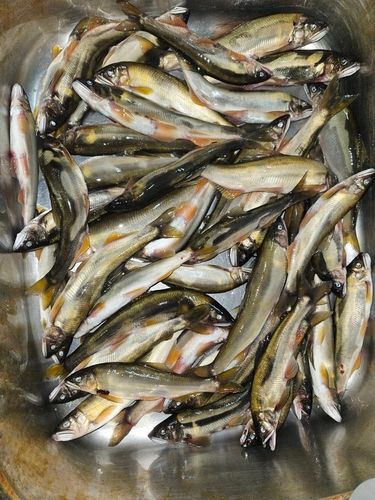 アユの釣果