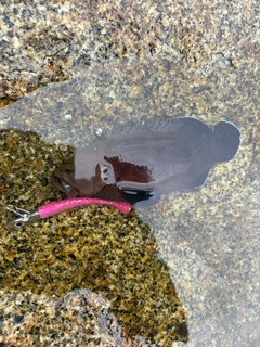 ヤミハタの釣果