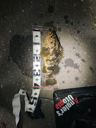 ベッコウゾイの釣果