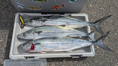サゴシの釣果