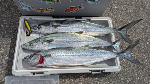 サゴシの釣果
