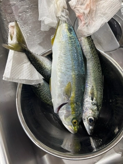 ワカシの釣果