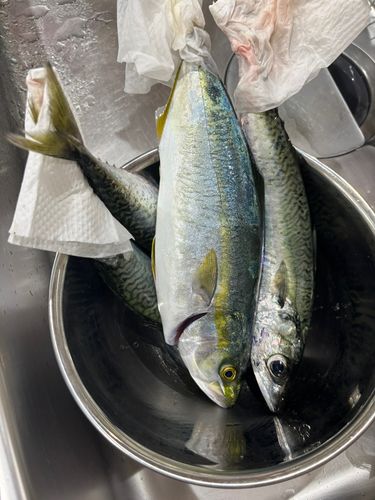 ワカシの釣果
