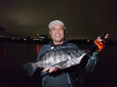クロダイの釣果