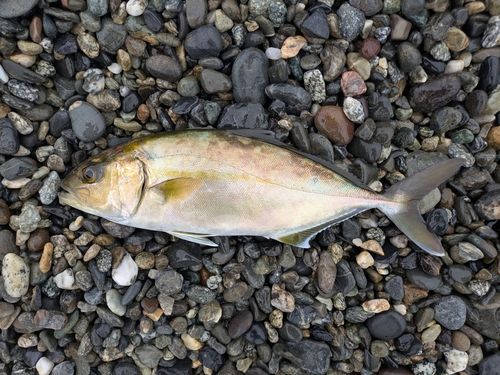 ショゴの釣果