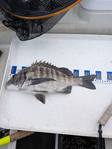 クロダイの釣果