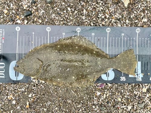 ヒラメの釣果