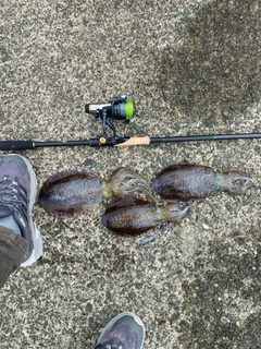 アオリイカの釣果