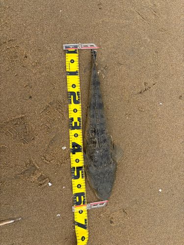 マゴチの釣果