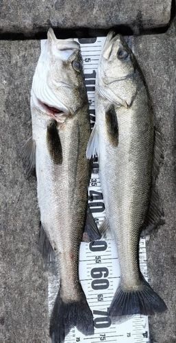 シーバスの釣果
