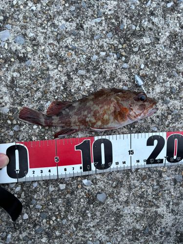 カサゴの釣果