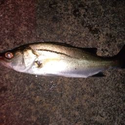 セイゴ（マルスズキ）