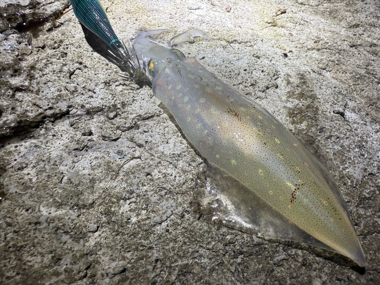ケンサキイカ