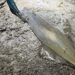 ケンサキイカ