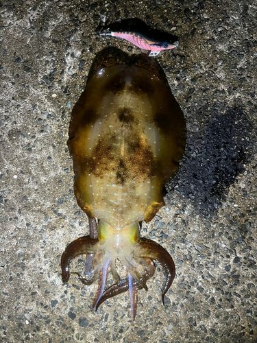 志賀島赤灯台東波止