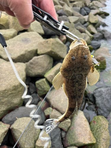 コチの釣果
