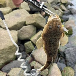 コチ