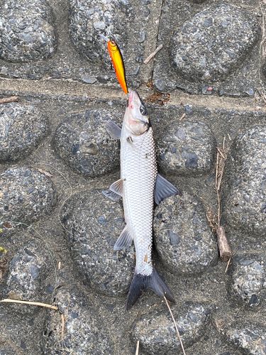 ニゴイの釣果