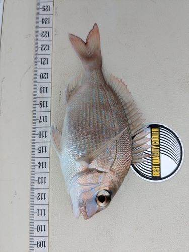 タイの釣果