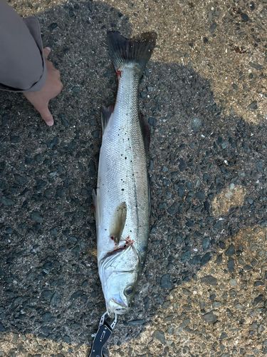 スズキの釣果