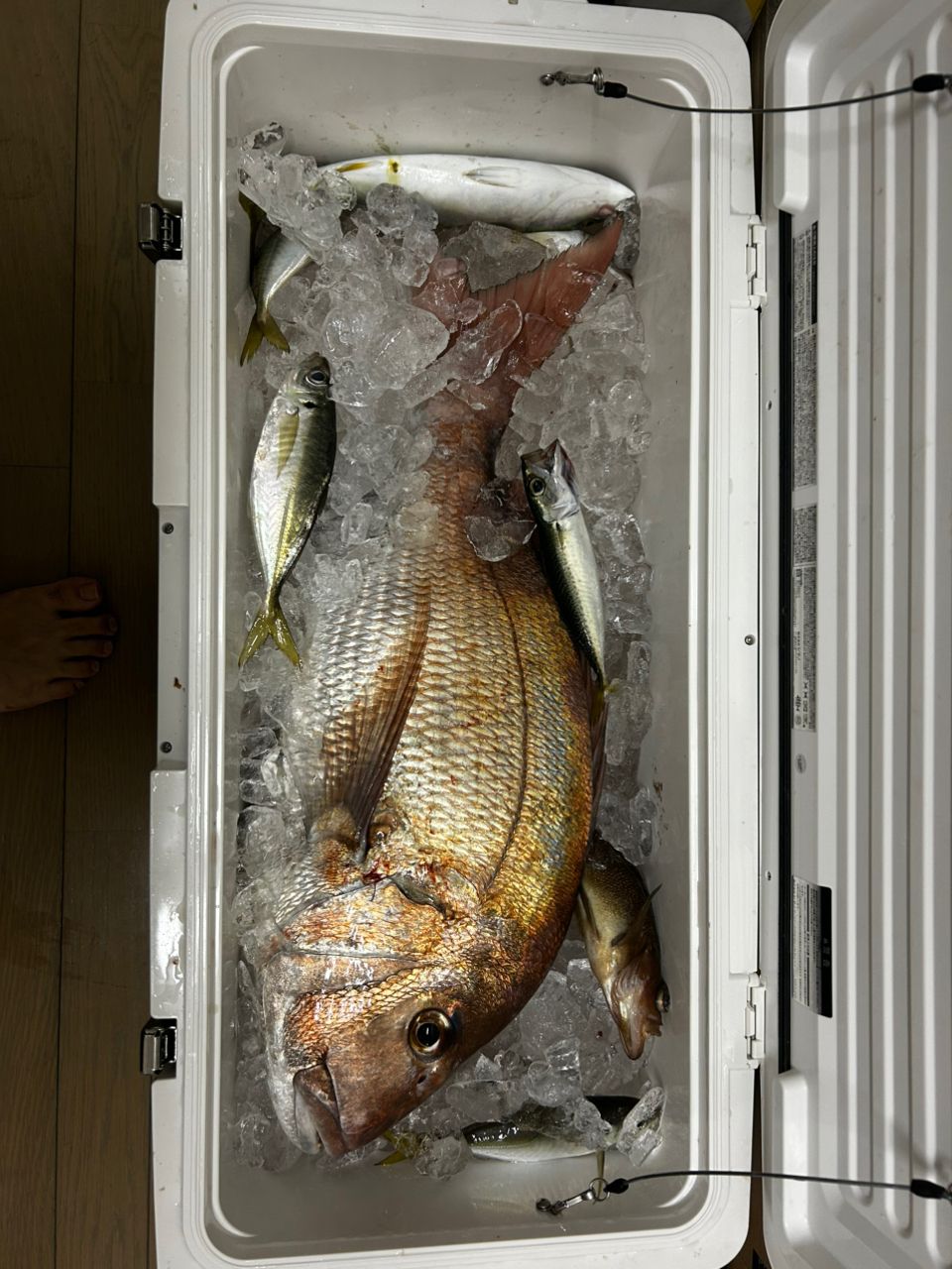 とみやさんの釣果 2枚目の画像