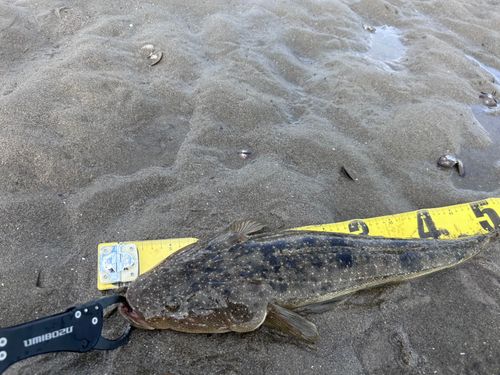 マゴチの釣果
