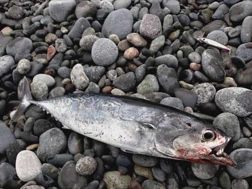 ヒラソウダの釣果