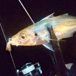アジ