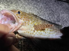 オオモンハタの釣果