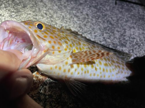 オオモンハタの釣果