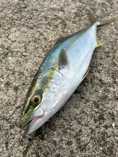 ハマチの釣果