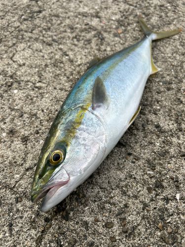 ハマチの釣果