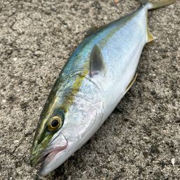 ハマチ