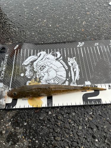 マハゼの釣果