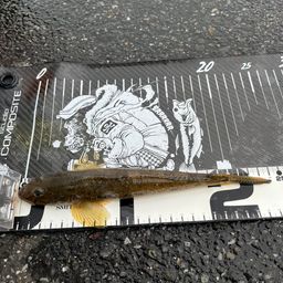 マハゼ