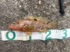 キジハタの釣果