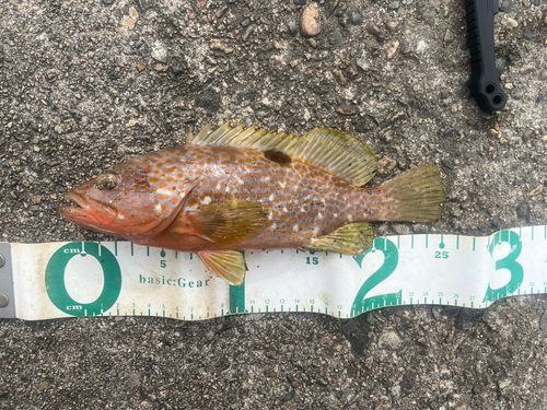 キジハタの釣果