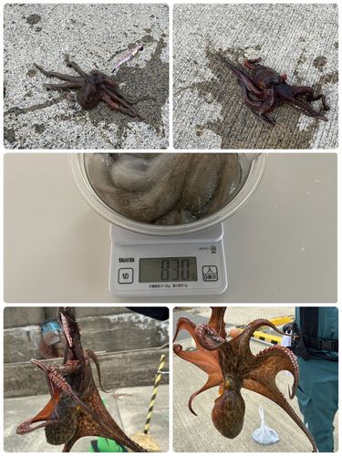 タコの釣果