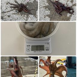タコ