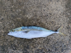 ハマチの釣果