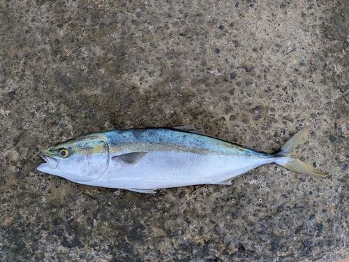 ハマチの釣果