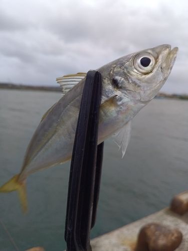 マアジの釣果